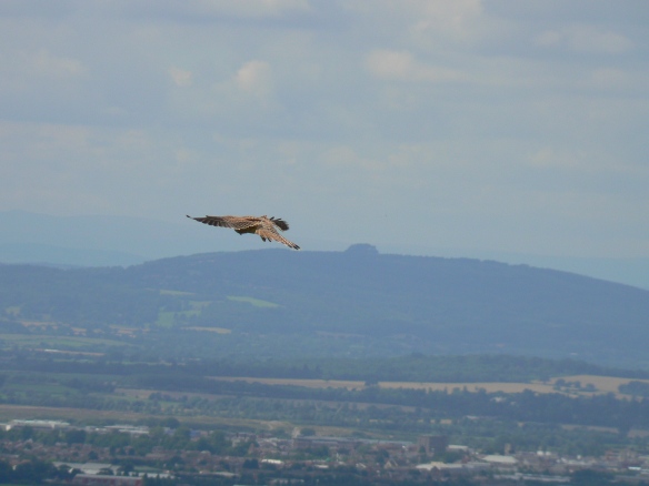 Picture of Kestrel hovering
