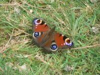 Picture of a Peacock Butterfly
