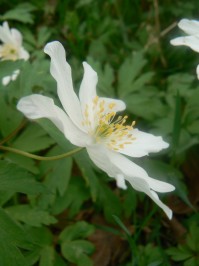 Picture of a Wood Anemone