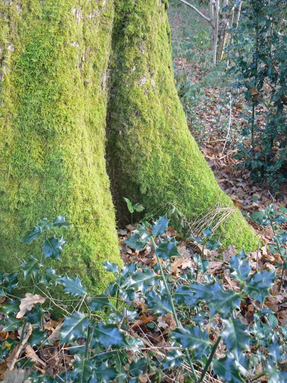 Holly and winter tree-cloaks of moss