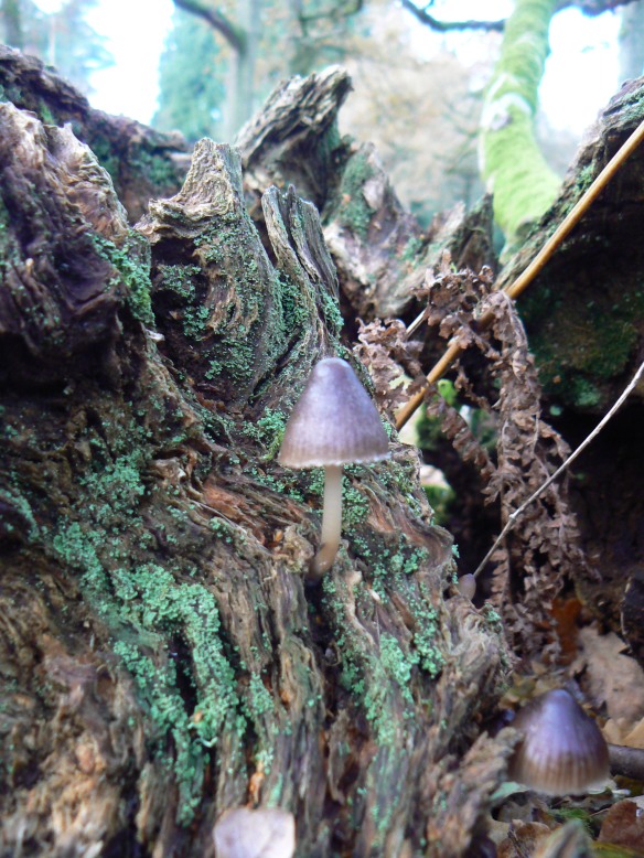 Fungi Fairytale world