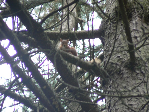 Red squirrel, Thrunton Wood, Northumberland, 2006