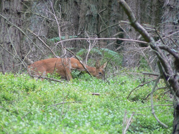 Roe doe - out from the undergrowth... Thrunton Wood, Northumberland, 2006