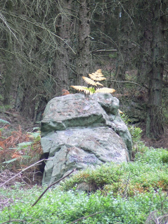 Rock, Thrunton Wood, Northumberland