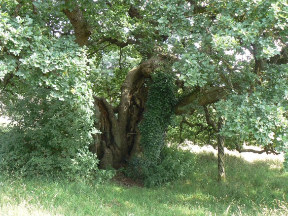 The Domesday Oak (thought to be 700 years old) Ashton Court Estate, Bristol