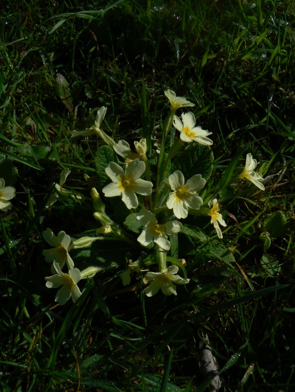 Garden primroses, April 2013