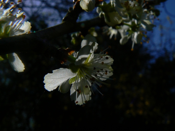 April Damson blossom