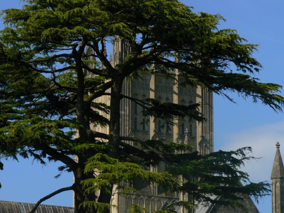 Wells Cathedral and cedar tree